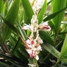 Alpinia Galanga Spicy Thai Ginger 1 Rhizome Fresh Garden