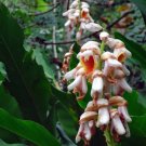 Alpinia Hainanensis Beautiful Ginger 1 Rhizome Fresh Garden