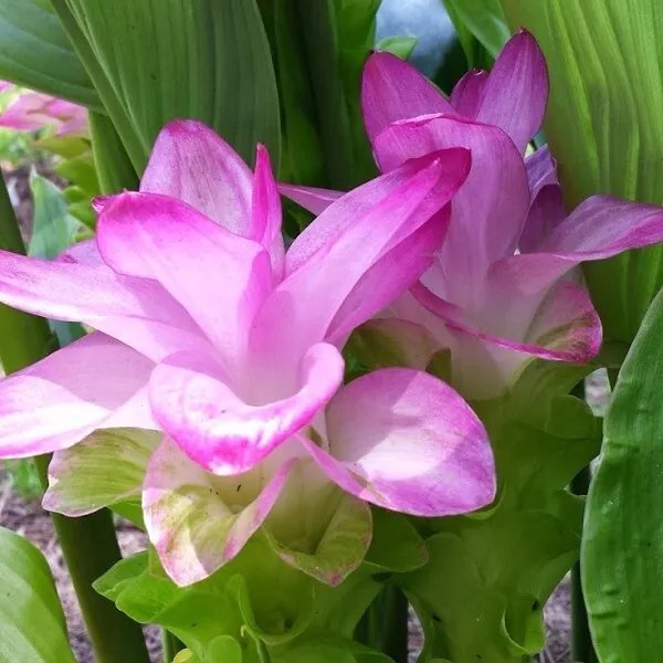 Curcuma Zedoaria Pink Wonder Beautiful Ginger 1 Rhizome Fresh Garden