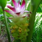 Curcuma Longa Orange Turmeric 1 Rhizome Fresh Garden
