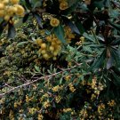 Berberis Aristata Himalayan Barberry Seeds Fresh Garden