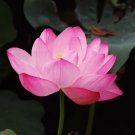 Nelumbo Nucifera Pink Water Lotus 5 Seeds Fresh Garden