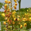 Caesalpinia Sappan Heartwood Yellow Flowers 5 Seeds Fresh Garden