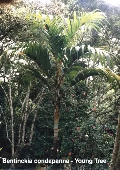 Bentinckia Condapanna Hill Areca Nut Palm Seeds Fresh Garden