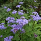 Conoclinium Coelestinum Hardy Ageratum Seeds Fresh Garden