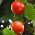 Trichosanthes Tricuspidata Indrayan Seeds Fresh Garden