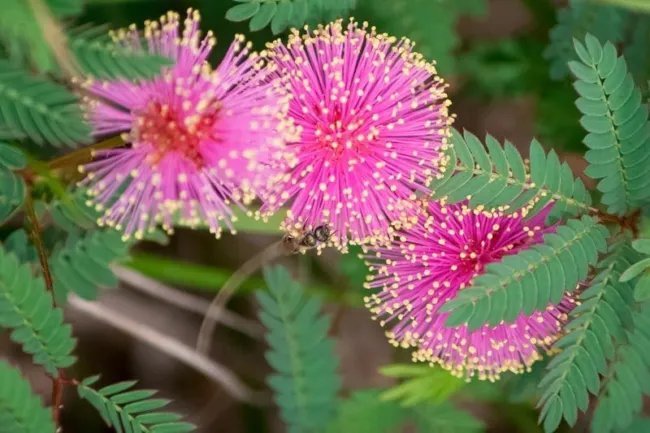 Mimosa Quadrivalvis Hardy Sensitive Plant Seeds Rare Fresh Garden