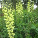 Baptisia Tinctoria Yellow Wild Indigo Seeds Fresh Garden