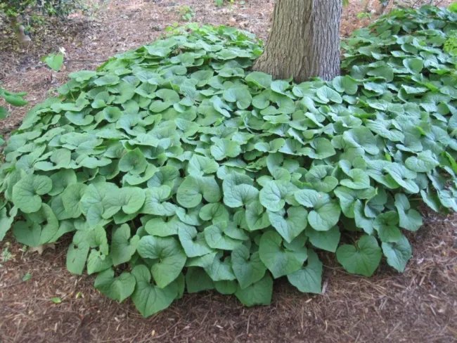 Asarum Canadense Wild Ginger Seeds Fresh Garden