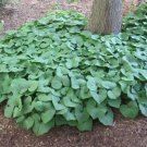 Asarum Canadense Wild Ginger Seeds Fresh Garden