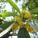 Litsea Glutinosa Indian Laurel Seeds Fresh Garden