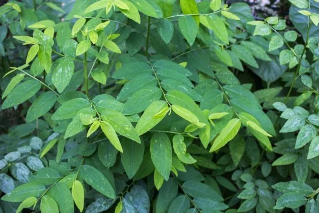 Sauropus Androgynus Katuk Sweet Leaf Herb Seeds Fresh Garden