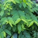 Sauropus Androgynus Katuk Sweet Leaf Herb Seeds Fresh Garden