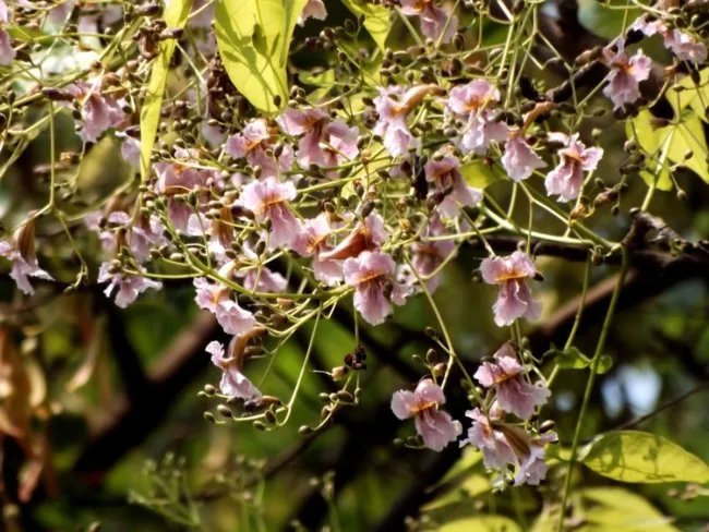 Stereospermum Chelonoides Fragrant Padri Tree Exotic Seeds Fresh Garden