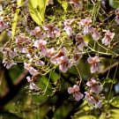 Stereospermum Chelonoides Fragrant Padri Tree Exotic Seeds Fresh Garden