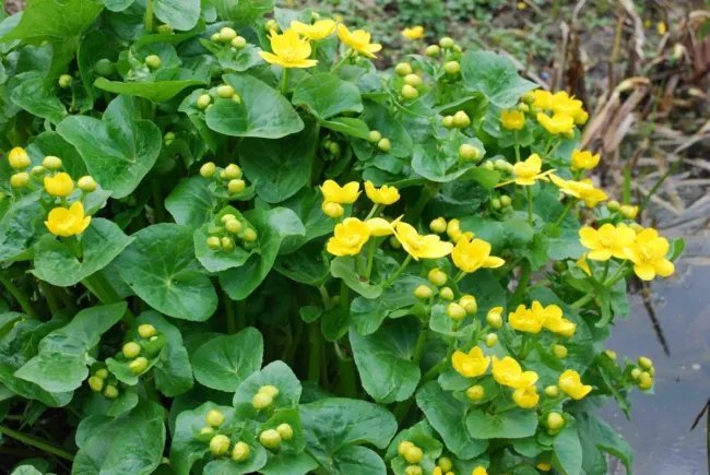Caltha Palustris Marsh Marigold Aquatic Seeds Fresh Garden