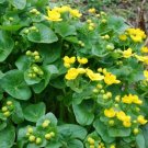 Caltha Palustris Marsh Marigold Aquatic Seeds Fresh Garden
