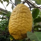 Citrus Medica Citron Or Giant Lemon Tree Seeds Fresh Garden
