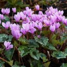 Cyclamen Hederifolium Hardy Cyclamen Unique Blooms 1 Bulb Fresh Garden