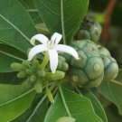 Morinda Coreia Syn Tinctoria Indian Mulberry Tree Seeds Fresh Garden