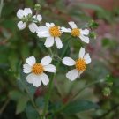 Bidens Pilosa Black Jack Daisy Seeds Fresh Garden