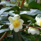 Camellia Sinensis Darjeeling Hardy Tea Camellia Seeds Fresh Garden