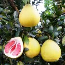 Citrus Maxima Red Pomelo Tree Seeds Fresh Garden
