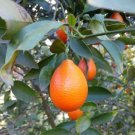 Citrus Indio Mandarinquat Cold Hardy Tree Seeds Fresh Garden