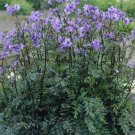 Polemonium Yezoense Purple Rain Jacobs Ladder Seeds Fresh Garden