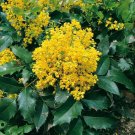 Mahonia Aquifolium Oregon Grapeholly Seeds Fresh Garden