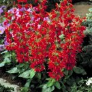 Salvia Coccinea Scarlet Sage Seeds Fresh Garden