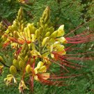 Caesalpinia Gilliesii Bird Of Paradise Shrub Seeds Fresh Garden