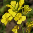 Brasica Nigra Mustard Edible Seeds And Leaves Seeds Fresh Garden