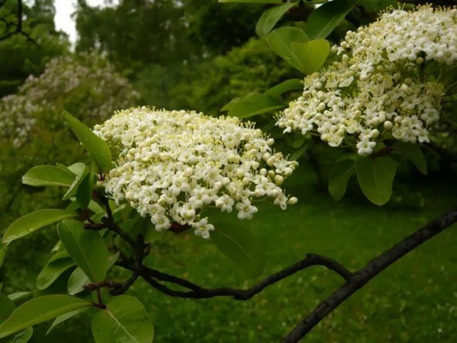Viburnum Prunifolium Black Haw Viburnum Shrub Seeds Fresh Garden