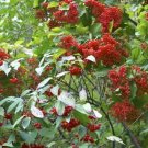 Viburnum Setigerum Tea Viburnum Shrub Seeds Fresh Garden