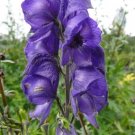 Aconitum Napellus Monkshood Seeds Fresh Garden