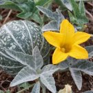 Cucurbita Palmata Coyote Melon Rare Perennial Seeds Fresh Garden
