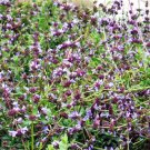 Salvia Munzii Munz'S Sage Seeds Fresh Garden