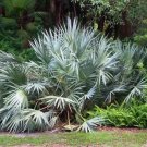 Serenoa Repens Silver Saw Palmetto Seeds Fresh Garden