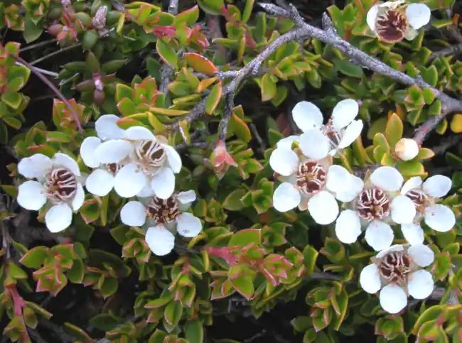Leptospermum Rupestre Alpine Tea Tree Seeds Fresh Garden