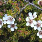 Leptospermum Rupestre Alpine Tea Tree Seeds Fresh Garden