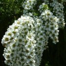 Leptospermum Laeviagatum Coast Tea Tree Seeds Fresh Garden