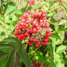 Sambucus Racemosa Red Elderberry Shrub Seeds Fresh Garden