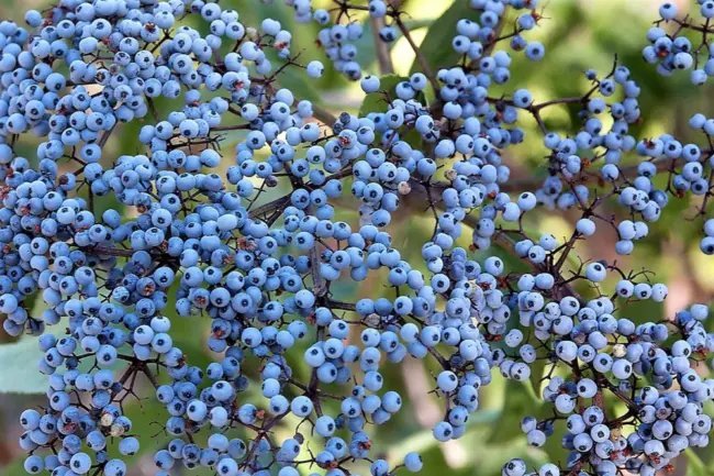 Sambucus Caerulea Blue Elderberry Shrub Seeds Fresh Garden