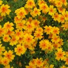 Tagetes Lemonii Mexican Marigold Perennial Seeds Fresh Garden