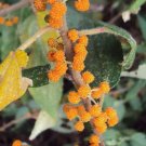 Debregeasia Longifolia Orange Wild Rhea Shrub Seeds Fresh Garden