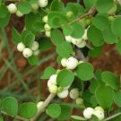 Securinega Leucopyrus Katupila Shrub Seeds Fresh Garden