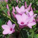 Cryptostegia Grandiflora Rubber Vine Seeds Fresh Garden