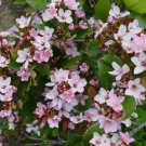 Rhaphiolepis Indica Pink Indian Hawthorn Shrub Seeds Fresh Garden