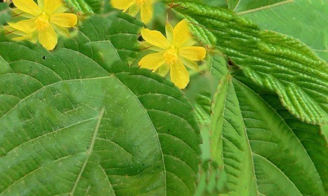 Corchorus Capsularis White Jute Yellow Flowers Seeds Fresh Garden